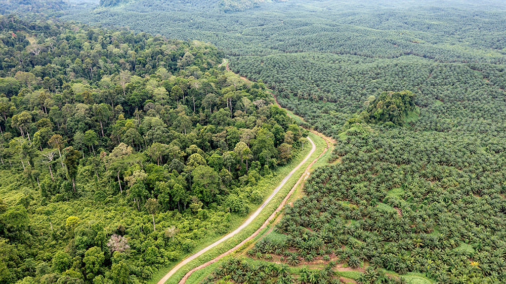Blick von oben auf einen dichten Laubwald