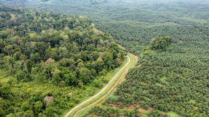 Blick von oben auf einen dichten Laubwald